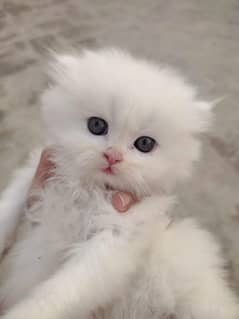 Pure Persian kitten kitten up for sale