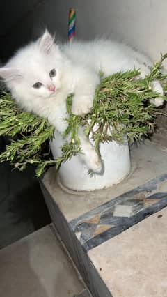 pure Persian triple coated  kitten for sell