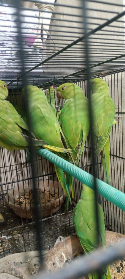 RINGNECK PATHY