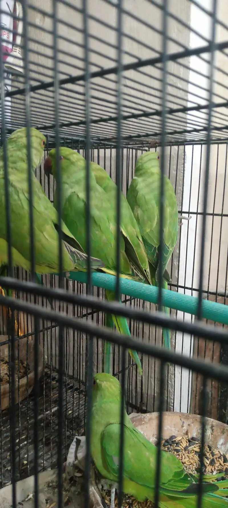 RINGNECK PATHY — photo 2
