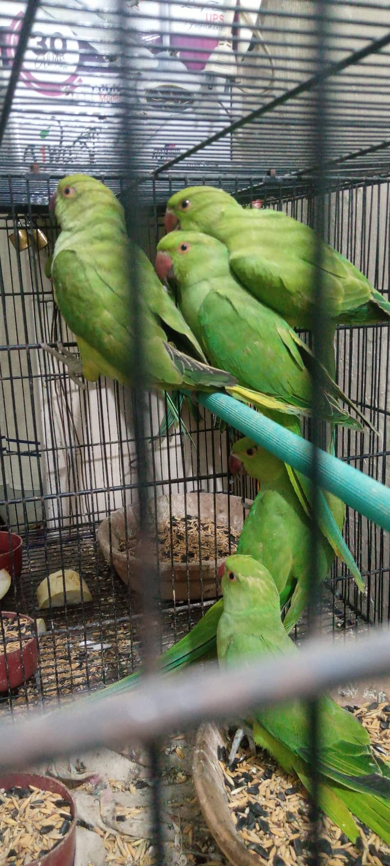 RINGNECK PATHY 2