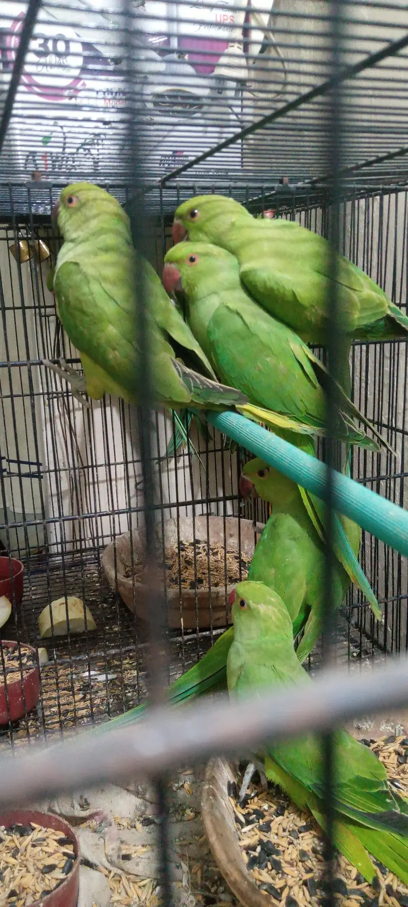 RINGNECK PATHY — photo 3