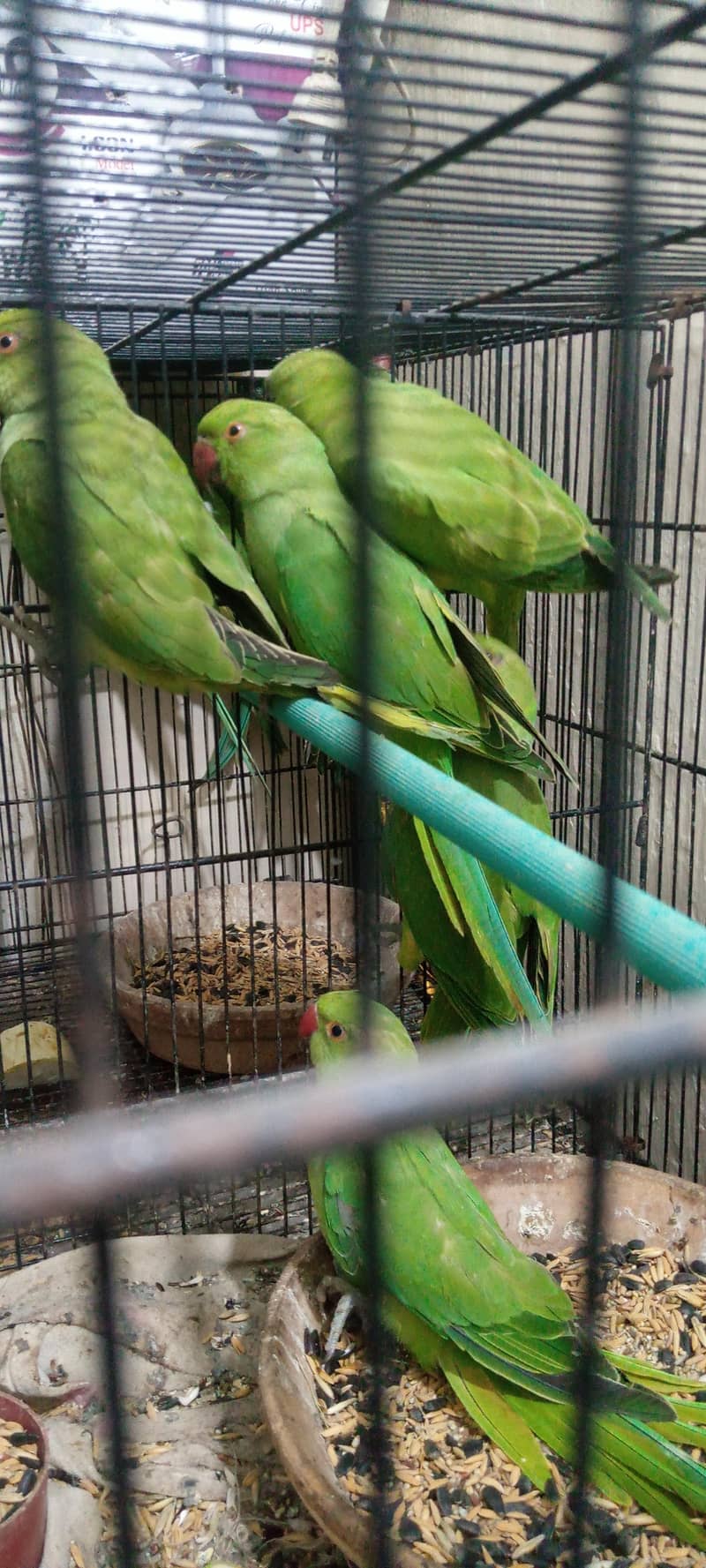 RINGNECK PATHY 3