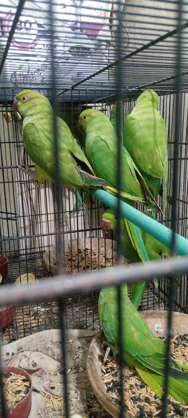 RINGNECK PATHY 4