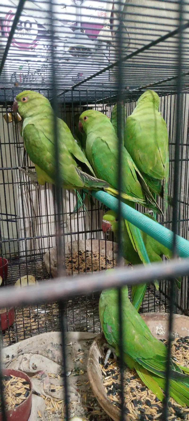 RINGNECK PATHY — photo 5