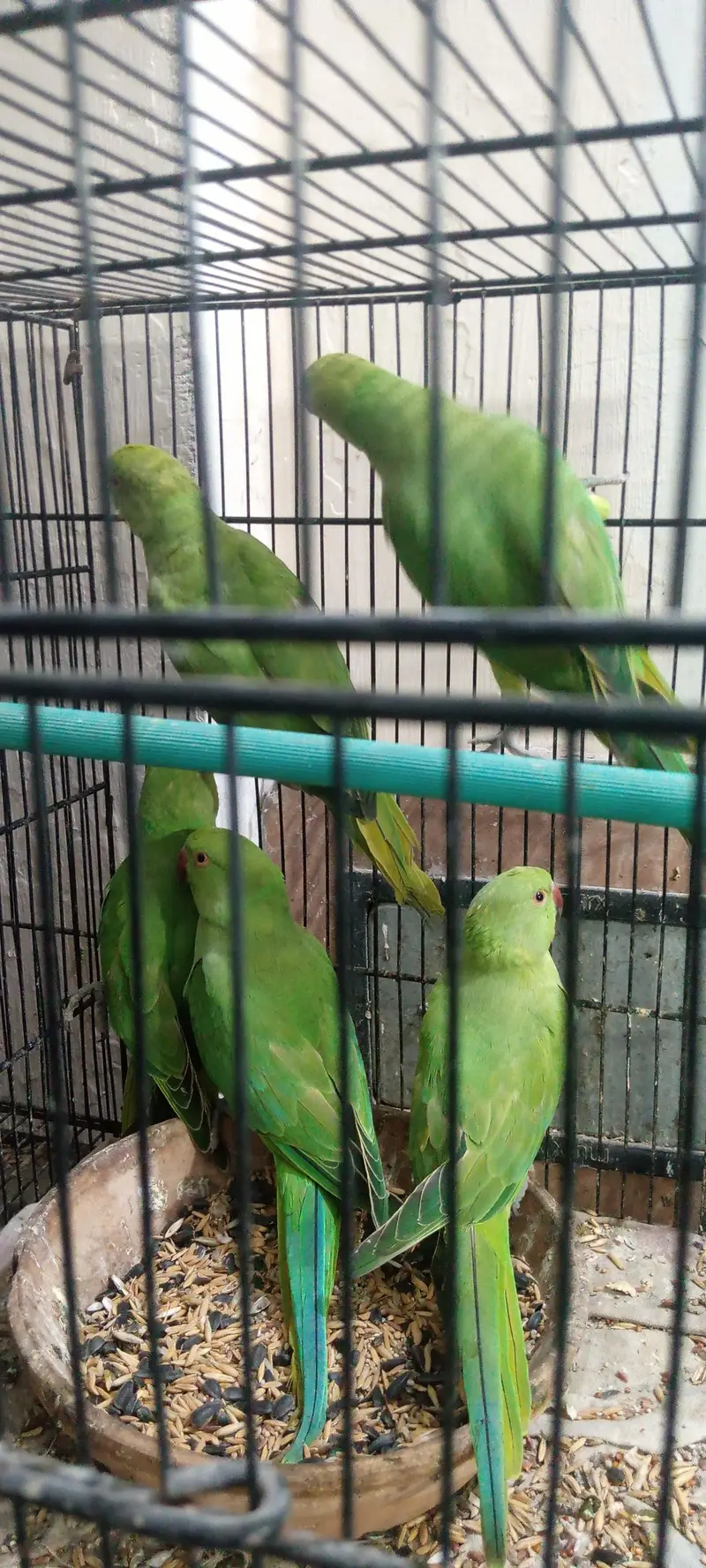 RINGNECK PATHY — photo 6