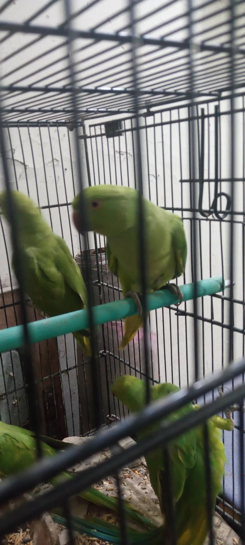 RINGNECK PATHY 6
