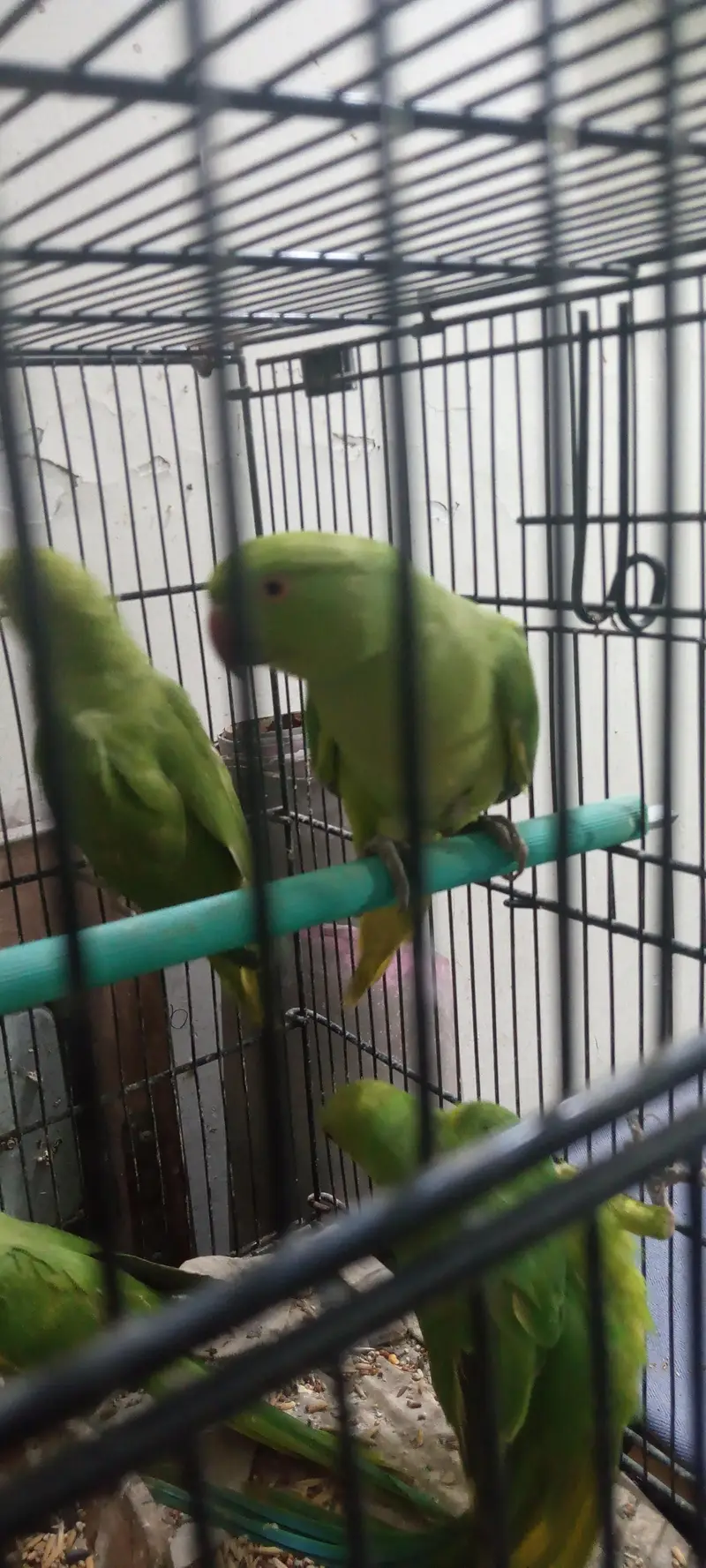 RINGNECK PATHY — photo 7