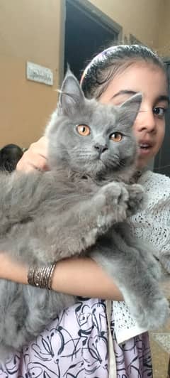 Gray Persian male cat