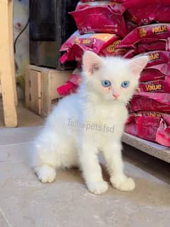 Blue eyes persian kitten  female 60 day old