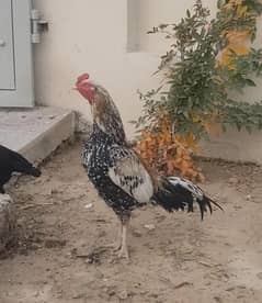 Aseel Mianwali (cheenajawa)