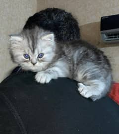 CUTE KITTEN FOR SALE! BATHROOM TRAINED 3 MONTHS OLD