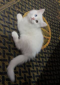 Persian