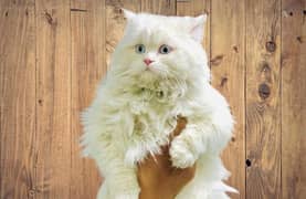 MALE CAT TRIPLE COAT  FOR MATING