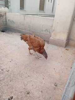 aseel hen/aseel cross thai chicks full healthy and active