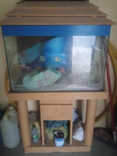 Fish Equrium with complete Stand