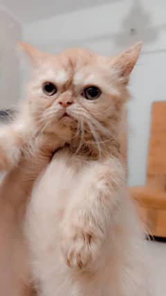 Pure Persian Extreme Punch Face Short Breed Kitten/Cat Thore Kami Hojy