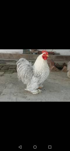 Lavendar Cucco Cochin Bantum Pairs