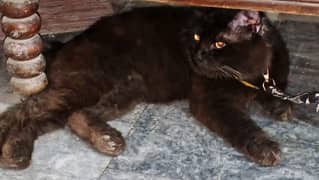 persian