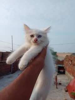 Persian female 2 month ago