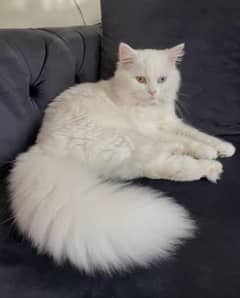 Persian cat 2.5 months