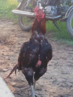 ASEEL MURGA FOR SALE