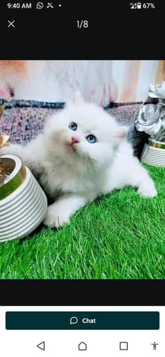 Persian cat for sale male or female my WhatsApp 0328=16=39=288