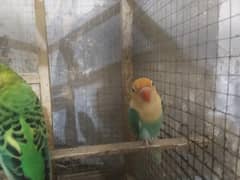 astalion and love bird