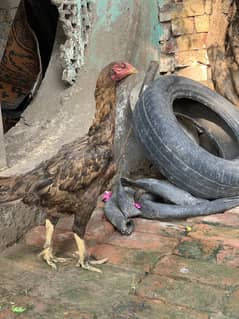 Hen for sale ha shamo and thai