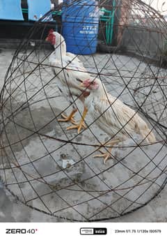 Pure White Heera Aseel Pair