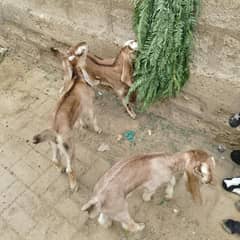 teen bacche bakre nasl kesar age ek man 10 din for sale