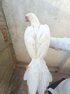 heera aseel female