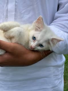 White Persian cat with blue eyes