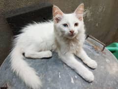 female cat age 3 month active