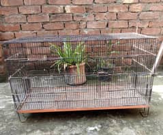 0327-0277654/cage/cat/parrot/love bird/cocktail/Australian/bajri/dove