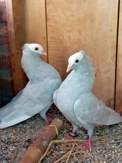 silver fancy pigeon pair