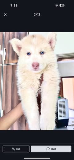 Siberian husky male puppy available for sale