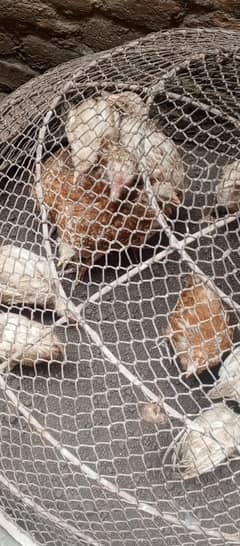 hen