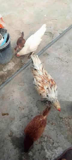 2 murgi 1 murga or do chickes for sale in pindi contact on 03235595957
