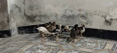 Aseel chick ,Hera,jawa, miawali