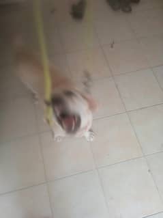 Labrador femLe