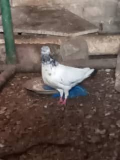 fancy kabooter