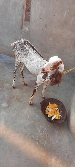 نسلی بکری