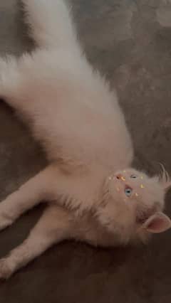 Pure White Persian Kitten | Female | Vaccinated | Narowal