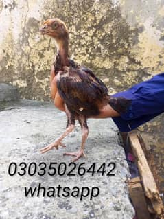 Aseel chicks
