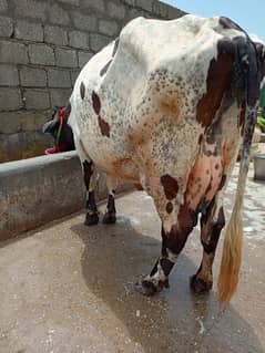 friesian