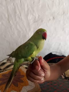 parrot