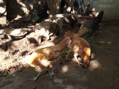 3Chikens