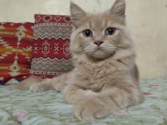 Persian triple coat