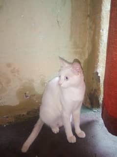 Persian  cat for sale